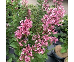 Dwergsering op stam - Syringa 'Pink Perfume'