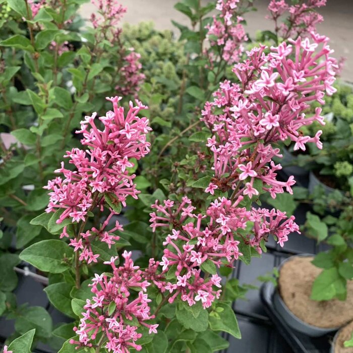 Dwergsering op stam - Syringa 'Pink Perfume'