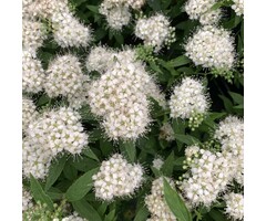 Spierstruik - Spiraea japonica 'Albiflora'