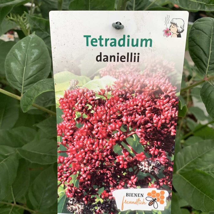 Bijenboom - Tetradium daniellii