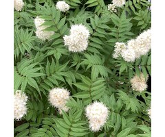 Lijsterbesspirea - Sorbaria sorbifolia 'Sem'