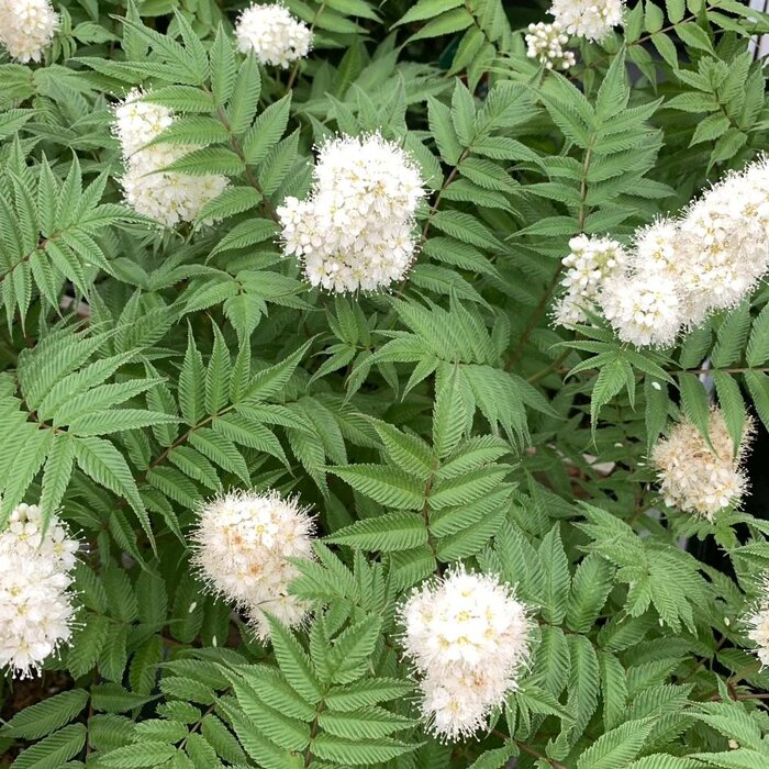 Lijsterbesspirea (Sorbaria sorbifolia 'Sem' )