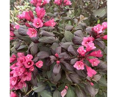 Weigelia - Weigela florida 'Alexandra'