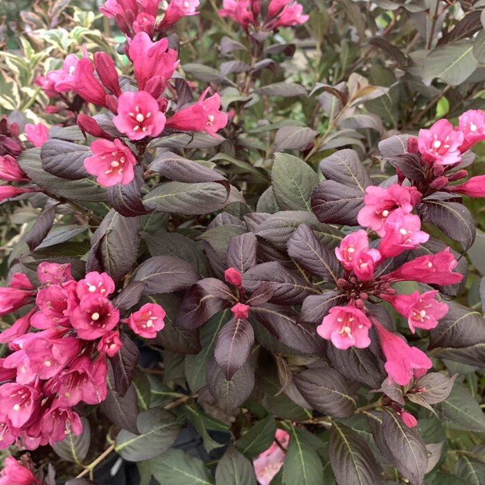 Weigelia (Weigela florida 'Alexandra' )