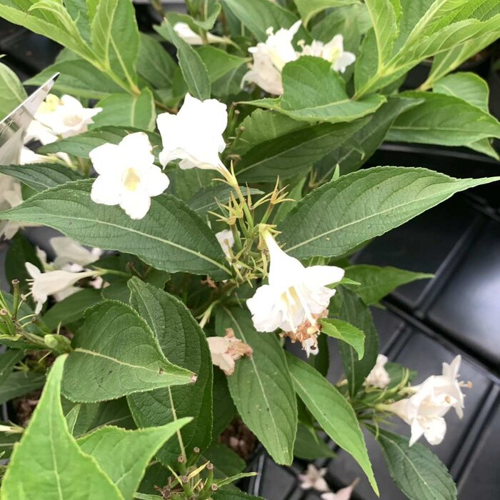 Weigelia (Weigela 'Candida')