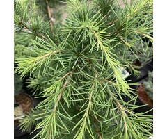 Ceder - Cedrus deodara 'Golden Horizon'