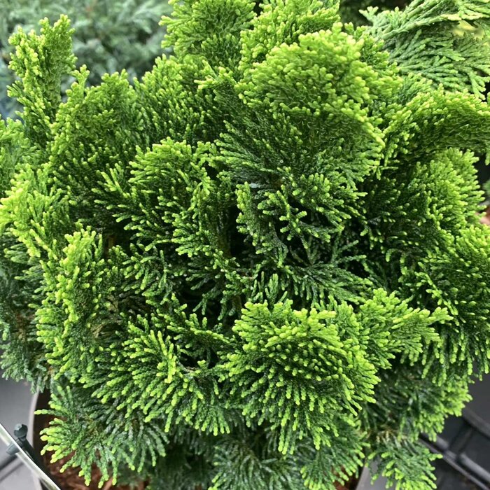 Schijncipres - Chamaecyparis obtusa 'Aurora'