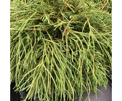 Schijncipres - Chamaecyparis pisifera 'Filifera Nana'