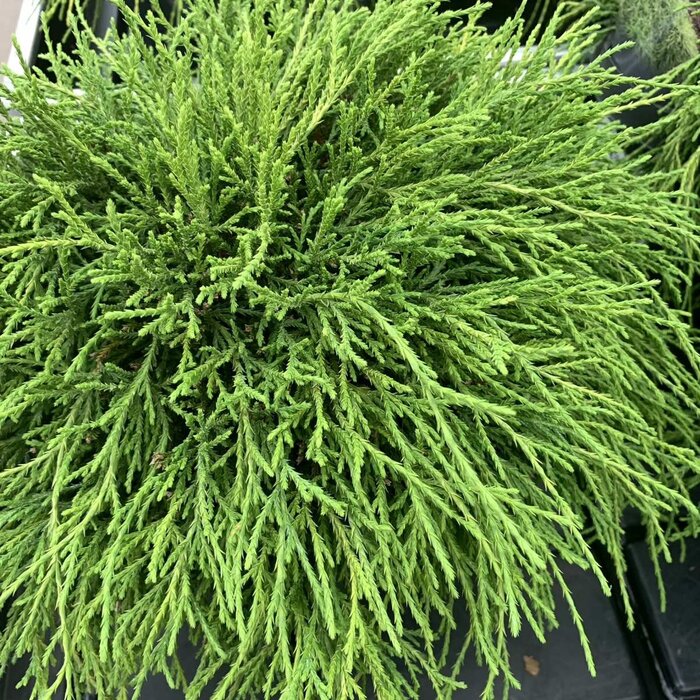 Schijncipres - Chamaecyparis pisifera 'Sungold'