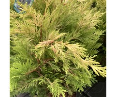 Leyland cipres - Cupressocyparis leylandii 'Castlewellan'