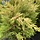 Leyland cipres - Cupressocyparis leylandii 'Castlewellan'