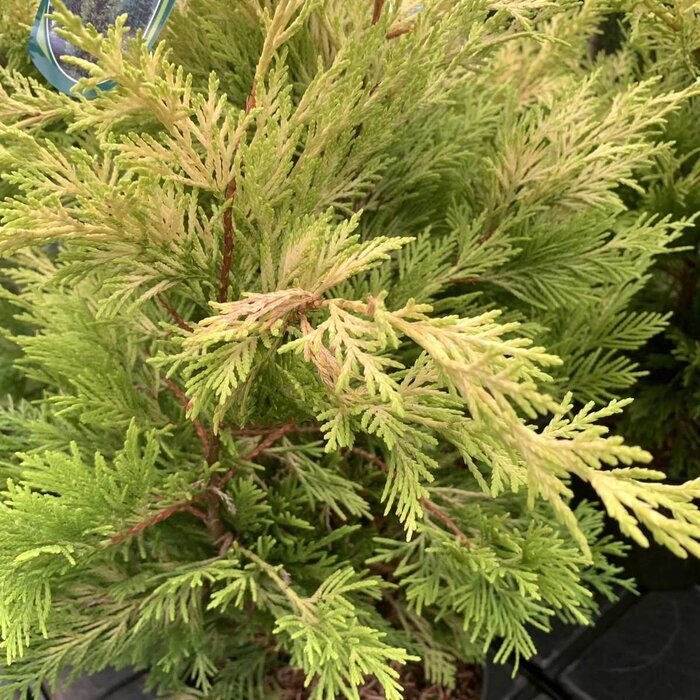 Leyland cipres - Cupressocyparis leylandii 'Castlewellan'