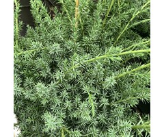 Jeneverbes - Juniperus chinensis 'Blue Alps'