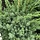 Jeneverbes - Juniperus chinensis 'Blue Alps'