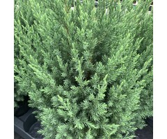 Jeneverbes - Juniperus chinensis 'Stricta'