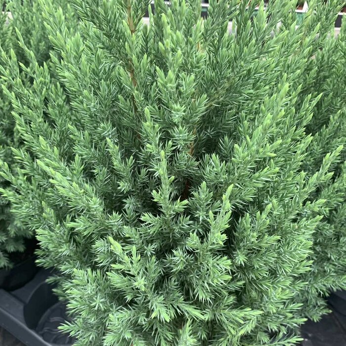 Jeneverbes - Juniperus chinensis 'Stricta'