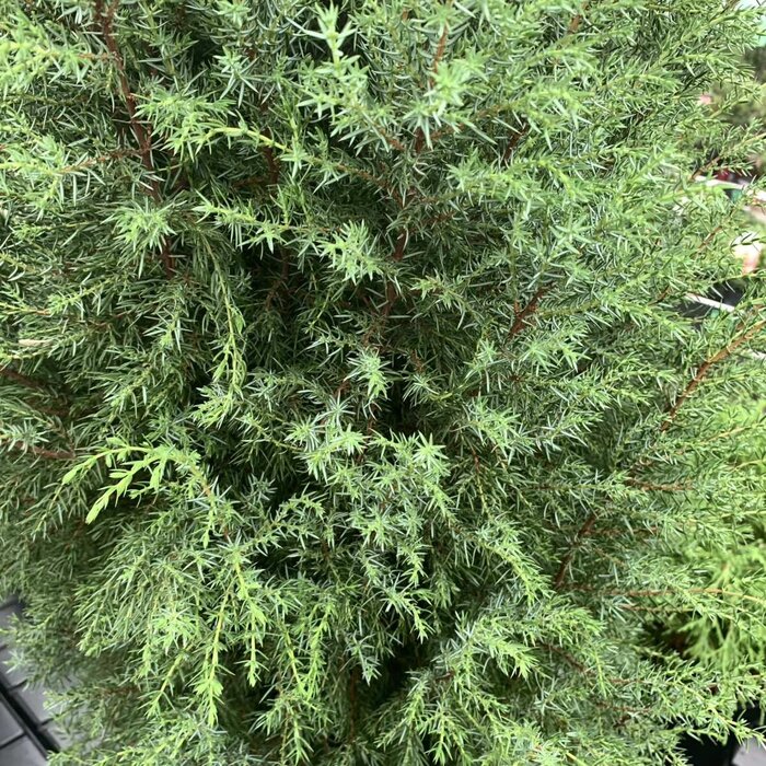 Jeneverbes - Juniperus communis 'Hibernica'