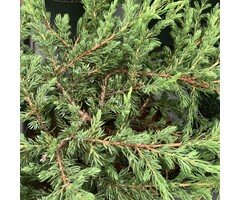Jeneverbes - Juniperus communis 'Repanda'