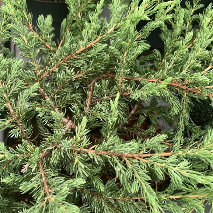 Jeneverbes - Juniperus communis 'Repanda'