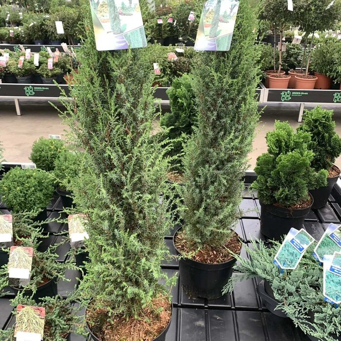 Jeneverbes - Juniperus communis 'Arnold'