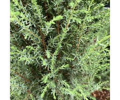 Jeneverbes - Juniperus communis 'Suecica'