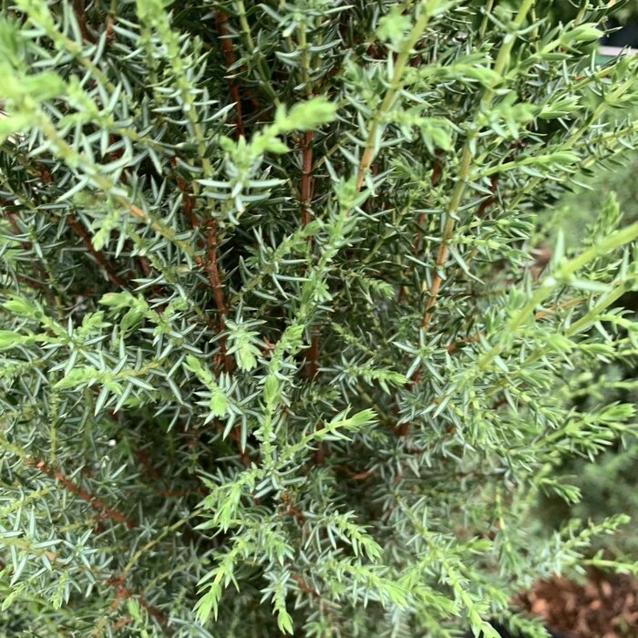 Jeneverbes - Juniperus communis 'Suecica'