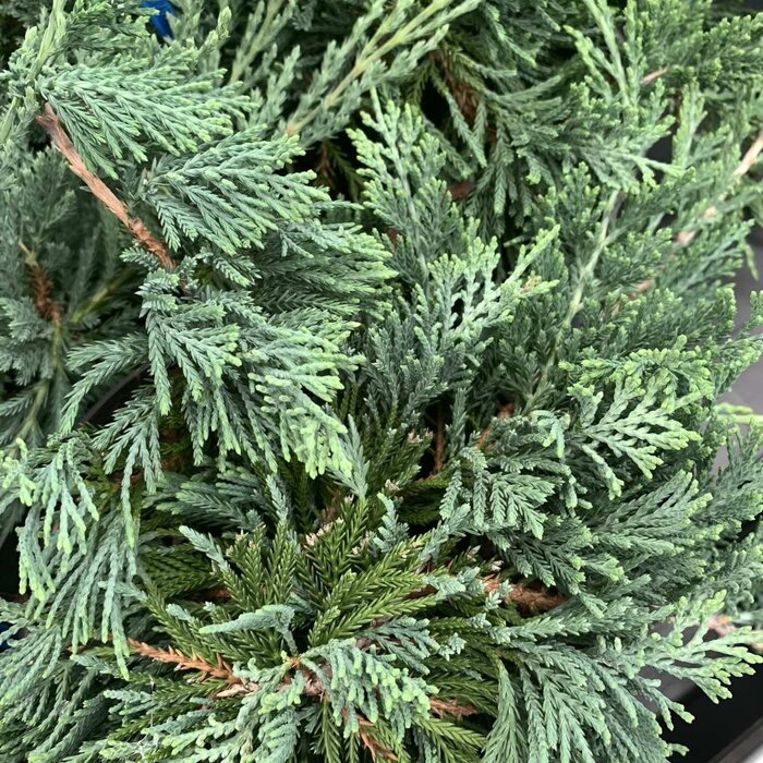 Jeneverbes - Juniperus horizontalis 'Blue Chip'