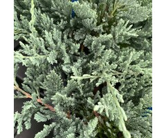 Jeneverbes - Juniperus horizontalis 'Wiltonii'