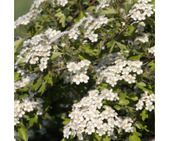 Crataegus monogyna - Meidoornhaag (Kale wortel)
