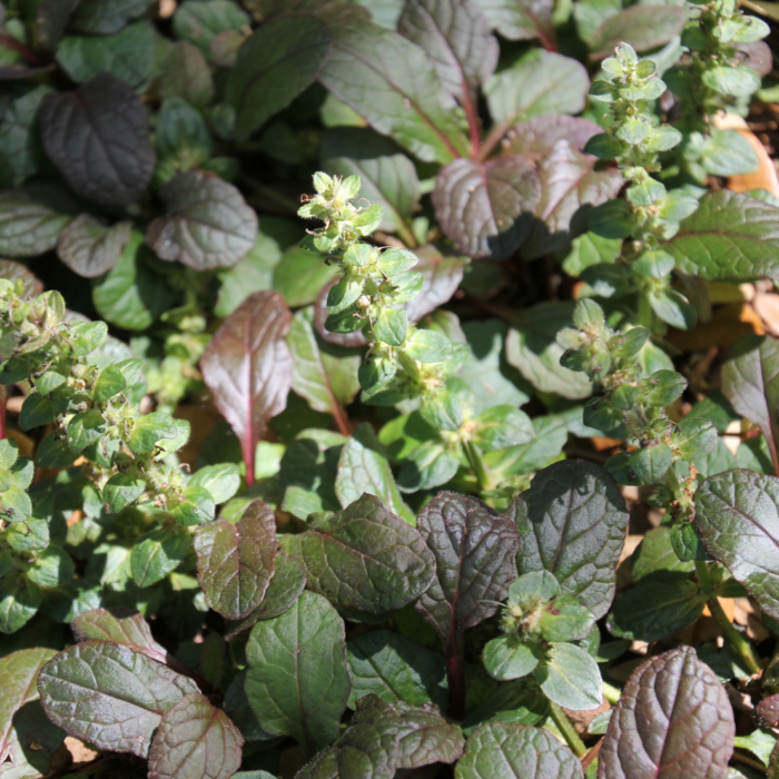 Kruipend zenegroen - Ajuga reptans 'Atropurpurea'