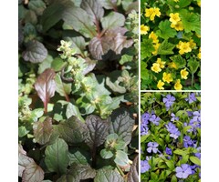 Stapstenen plantenpakket Halfschaduw - Schaduw