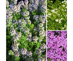 Stapstenen plantenpakket Zon