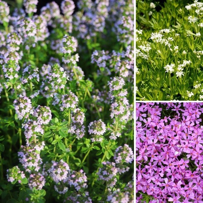 Stapstenen plantenpakket Zon