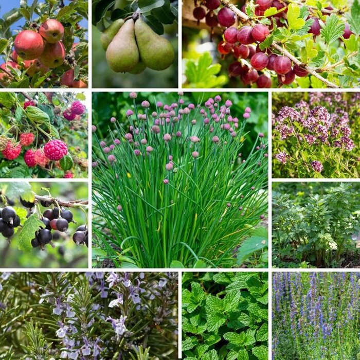 Voedselbos pakket (4m2)