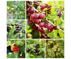 Bessen plantenpakket (3m2)