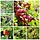 Bessen plantenpakket (3m2) PRE-ORDER
