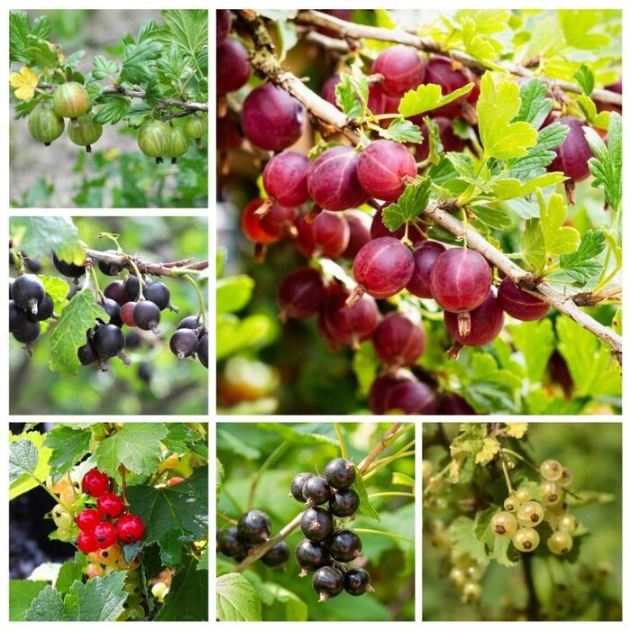 Bessen plantenpakket (3m2) PRE-ORDER