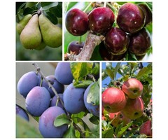Moestuin Fruitpakket zelfbestuivende boomgaard