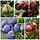 Moestuin Fruitpakket zelfbestuivende boomgaard PRE-ORDER