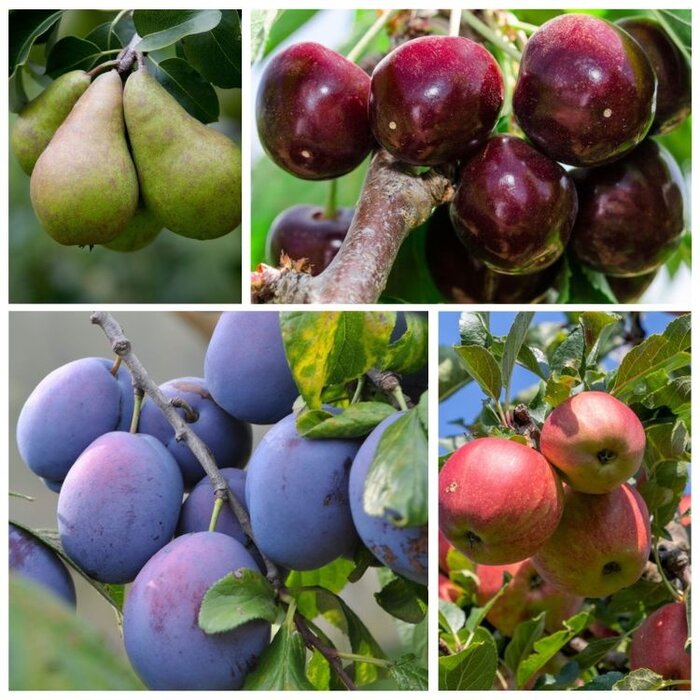 Moestuin Fruitpakket zelfbestuivende boomgaard