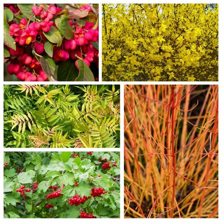 Borderpakket inheemse bosplantsoen - middelhoog