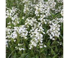 Schildpadbloem - Penstemon 'White Bedder'