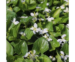Viooltje - Viola sororia 'Freckles'