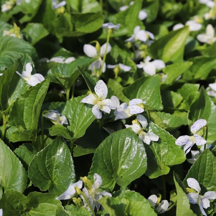 Viooltje - Viola sororia 'Freckles'