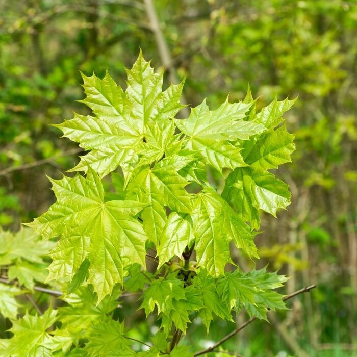 Acer platanoides - Noorse esdoorn (Kale wortel) PRE-ORDER