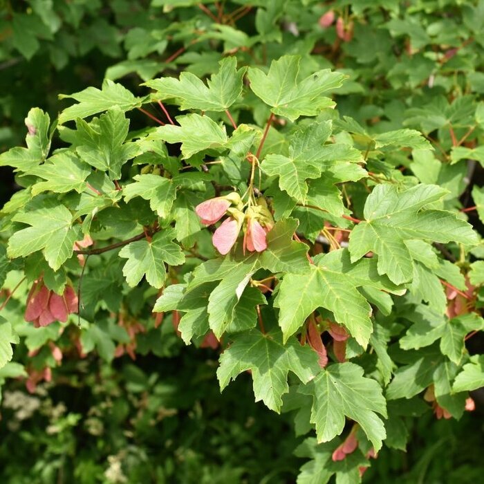 Acer pseudoplatanus - Esdoorn (Kale wortel) PRE-ORDER