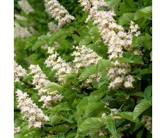 Aesculus hippocastaneum - Witte paardenkastanje (Kale wortel)