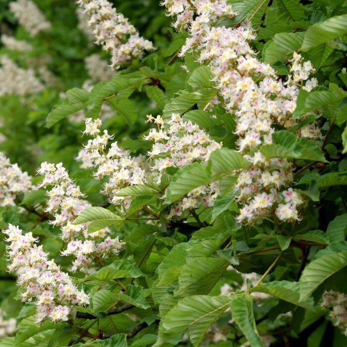 Aesculus hippocastaneum - Witte paardenkastanje (Kale wortel)