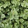 Alnus incana - Witte els (Kale wortel) -> PRE-ORDER