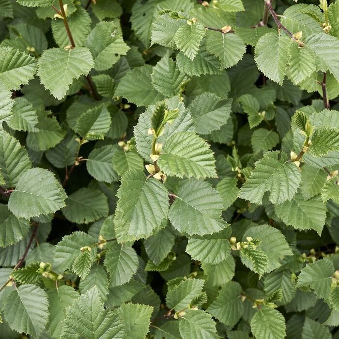 Alnus incana - Witte els (Kale wortel)